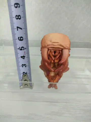 생물대도감 오오쿠와가타 번데기