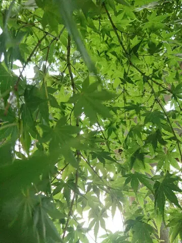 마사요 씨 영혼의 귀환