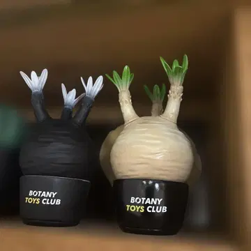 보타나이즈 파키포디움 피규어