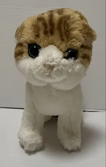 키튼 봉제 인형 스코티시 폴드 BR 미사용품