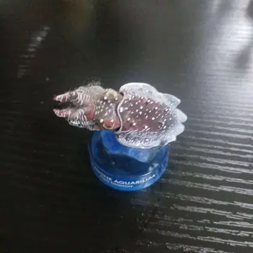 레어 선샤인 수족관 한정판 가챠가챠 코부시메 카이요도