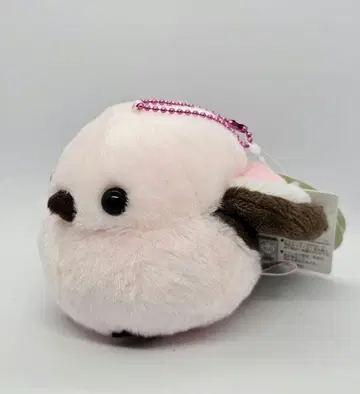 복복 시마연가 봄색깔 만끽 벚꽃 시마짱