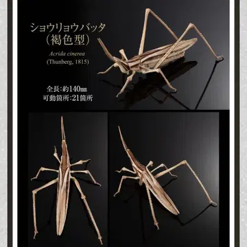 생물대도감 어드밴스 큰사마귀와 풀무치 풀무치