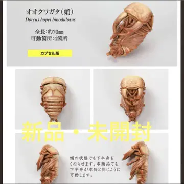 새상품 오크와가타(번데기) 생물대도감 사슴벌레10