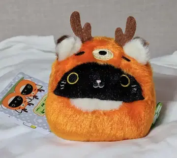고양이 당고 지역 당고 시카고양이 당고