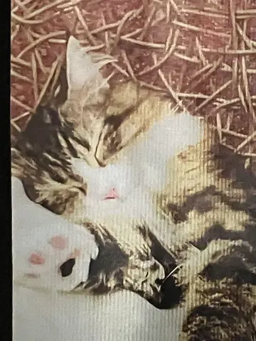 트레이닝복/고양이