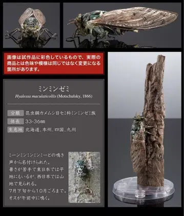 생물대도감 어드밴스 매미 민민매미 온라인판