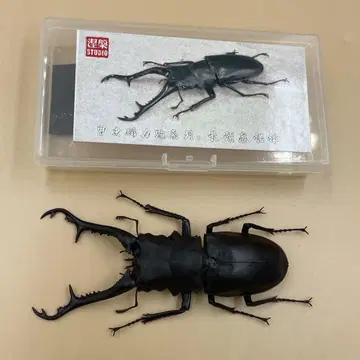 기라파 사슴벌레 BACALYSO 열반