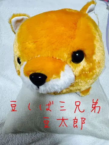 콩시바 삼형제 콩타로