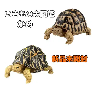 생물대도감 거북 01 [인도 별거북 그리스 육지거북] 2종 세트