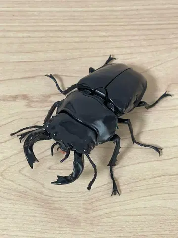 타란두스넓은사슴벌레 생물대도감 사슴벌레 04 곤충 생물 가챠