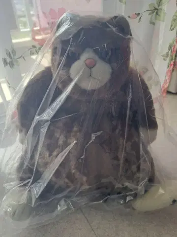 카드리 고양이 무슈 봉제 인형