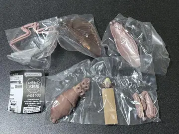 생물대도감 사마귀 03 넓적사마귀 브라운 성체 레어