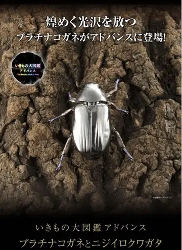 플라티나코가네 실버