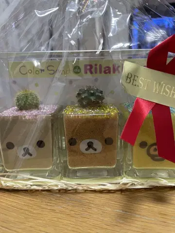 리락쿠마 선인장과 색모래 세트