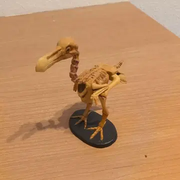 카이요도 레드 데이터 애니멀즈 당선 도도 전신 골격