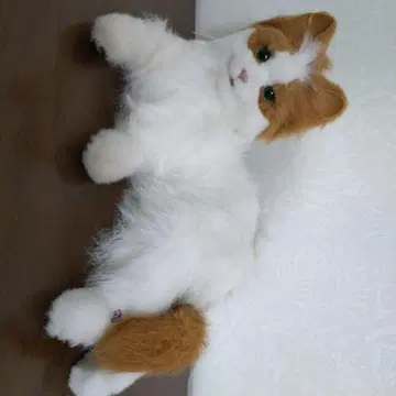 꿈 고양이 비너스