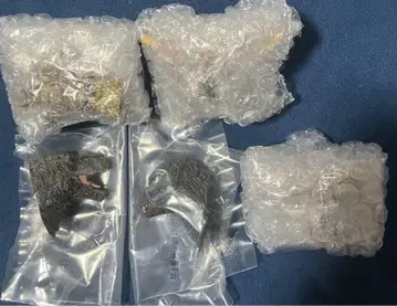 제일복권 고질라 F상 몬스터 헤드 마그넷 5종
