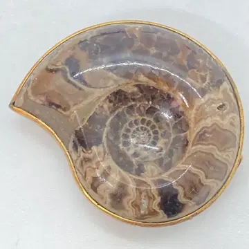 091512 K10 금 도금 암모나이트 받침대 오비 고정 띠