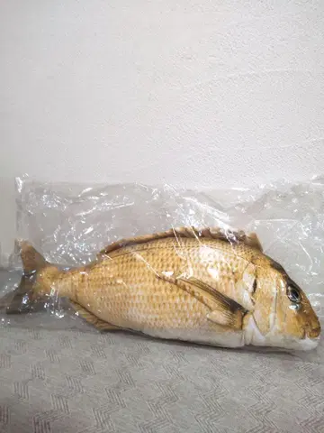 도미 금 봉제 인형 90cm 골드 리얼 [ 금전운 업 ] 복스러운