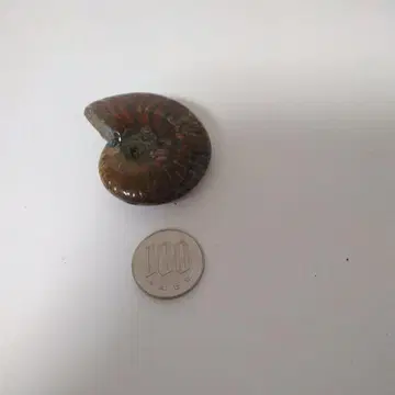 레인보우 암모나이트 약 5.5cm 약 40g