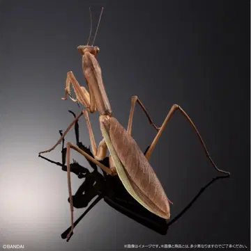 생물대도감 어드밴스 사마귀 온라인판 생물대도감