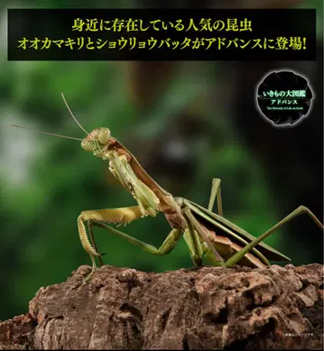 생물대도감 어드밴스 대사마귀 그린 컬러