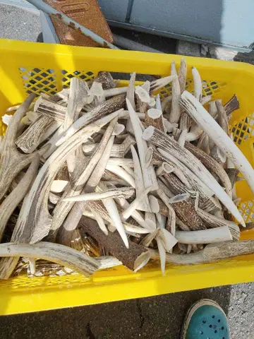 사슴 뿔 핸드메이드 소재 약 25kg 불규칙 모양