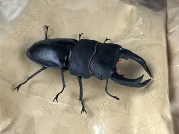 생물대도감 오오쿠와가타(개)