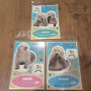 도바 수족관 해달 키라 메이