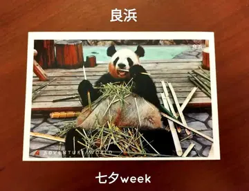 라오빈 칠석 week 엽서 어드벤처 월드