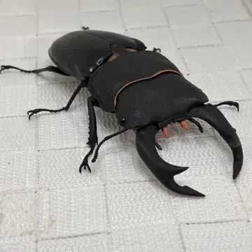 생물대도감 사슴벌레 09 오오쿠와가타 개