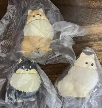오산포 포메 라이트 블랙&탄, 오렌지, 크림