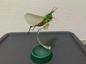 생물대도감 왕사마귀 (그린)