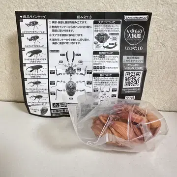 생물대도감 사슴벌레10 오오쿠와가타 (번데기)