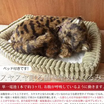 perfect petzzz 꿩 고양이