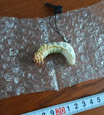 캡슐Q 이모코레!2 오오쿠와가타 유충