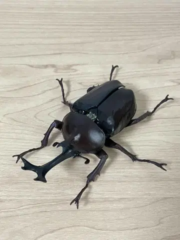 야마토 장수풍뎅이 (개조) 생물대도감 장수풍뎅이04 곤충 생물 가챠