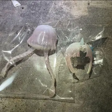 앙티유 조개의 비어 해파리 헤어 부품