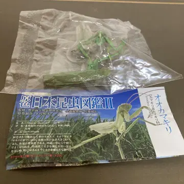 원색 일본 곤충 도감 큰사마귀