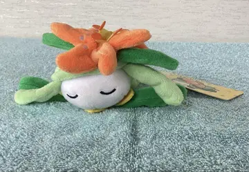 포켓몬 센터 드레디어 봉제 인형 중고