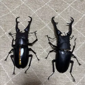 생물대도감 어드밴스 기라파 케이스케이 다이스 가샤폰판