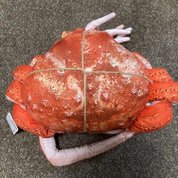 리얼 게 초 BIG 특대형 봉제 인형 본 털게