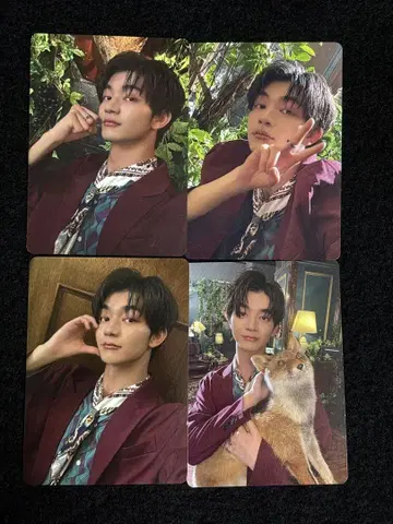 요시자와 요토 Foxy Grape 트레이딩 카드 4장