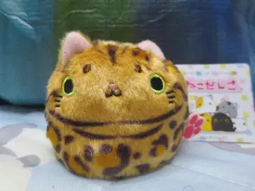 [ 단종 ] 새상품 고양이 단고 벵갈 정품