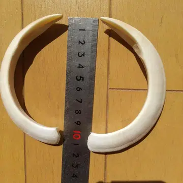 멧돼지 이빨