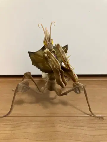 꽃사마귀 가짜꽃왕사마귀