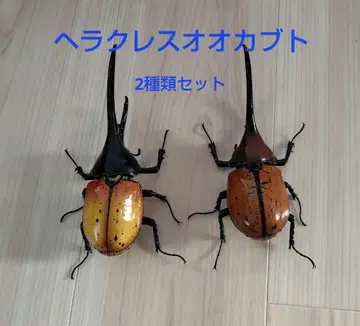 생물대도감 어드밴스 헤라클레스 장수풍뎅이 2종류 세트