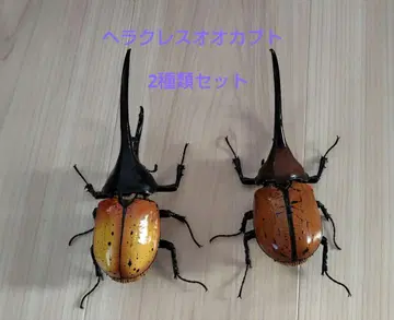 새상품 생물대도감 어드밴스 헤라클레스 장수풍뎅이 2종류 세트