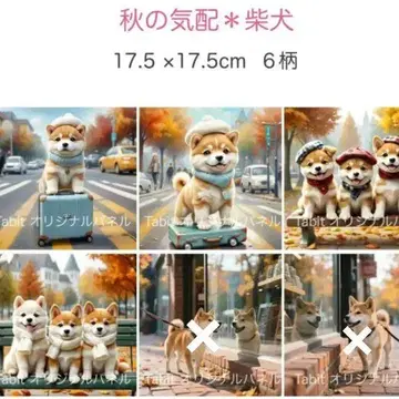 오더 접수 시바견